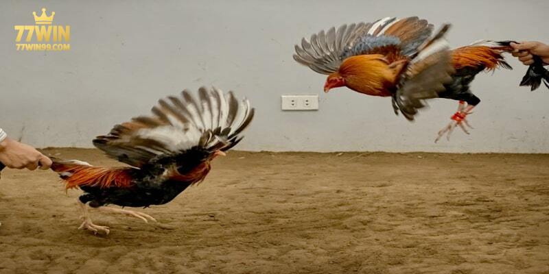 mot-vai-hinh-thuc-thi-dau-ban-can-biet